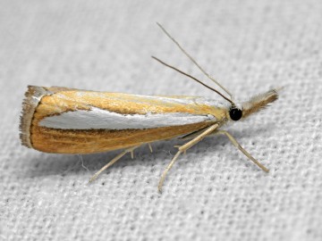 Catoptria margaritella fot. J. Nowak, 